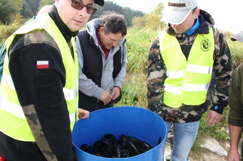 Zarybenie sumem (Październik 2014)