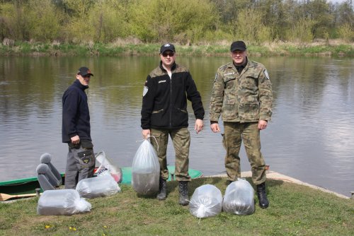 zarybienie szczupakiem kwiecien 2016